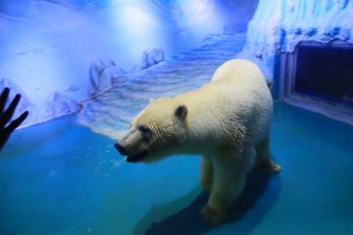 This recent undated handout photo released to AFP on October 28, 2016 shows a polar bear named "Pizza" inside her enclosure at the Grandview Shopping Mall in Guangzhou in southern China's Guangdong province.
A global campaign to free the world's "saddest polar bear" from a Chinese shopping centre has gathered one million signatures, rights groups said, as a new video of the wretched-looking creature sparked fresh outrage. / AFP PHOTO / Humane Society International / Maizi/Vshine / -----EDITORS NOTE --- RESTRICTED TO EDITORIAL USE - MANDATORY CREDIT "AFP PHOTO / Humane Society International / Maizi/Vshine" - NO MARKETING - NO ADVERTISING CAMPAIGNS - DISTRIBUTED AS A SERVICE TO CLIENTS - NO ARCHIVES