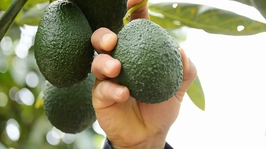 Aguacate mexicano