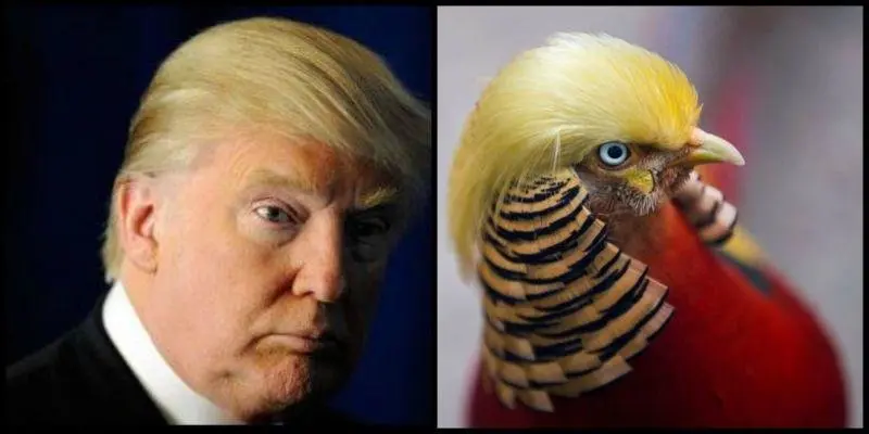trump faisán