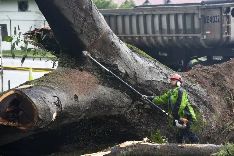 A worker cuts a tree that killed a boy when it fell during a storm in Panama City on November 22, 2016.
Tropical Storm Otto, that is expected to become a full-on hurricane in the Caribbean, was lurching toward Central America on Tuesday, with its rainy fringe already causing three deaths in Panama and prompting coastal evacuations in Costa Rica. In Panama, three people died from a mudslide and a falling tree provoked by the first outer dump of Otto's heavy rains, the head of the National Civil Protection Service, Jose Donderis, told AFP.
/ AFP PHOTO / Rodrigo ARANGUA