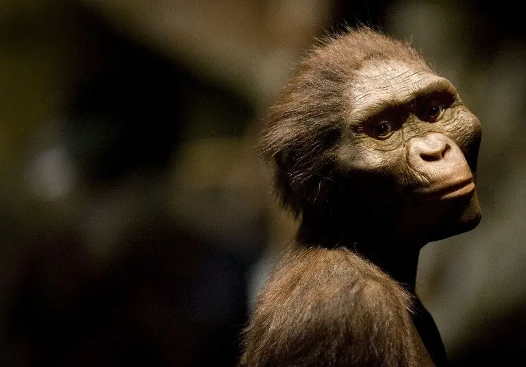 A sculptor's rendering of the hominid Australopithecus afarensis is displayed as part of an exhibition that includes the 3.2 million year old fossilized remains of "Lucy", the most complete example of the species, at the Houston Museum of Natural Science, August 28, 2007 in Houston, Texas. The exhibition is the first for the fossil outside of Ethiopia and has generated criticism among the museum community and others that believe the fossil is too fragile to be moved from it's home country. Dave Einsel/Getty Images/AFP = FOR NEWSPAPERS, INTERNET, TELCOS AND TELEVISION USE ONLY =