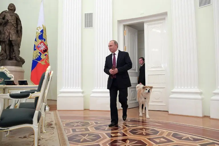 A picture taken on December 7, 2016 shows Russian President Vladimir Putin as he arrives with his Yume, an Akita dog, prior to an interview by Nippon Television Network Corporation and Yomiuri Shimbun in the run-up to his official visit to Japan. / AFP PHOTO / SPUTNIK / Alexey DRUZHININ