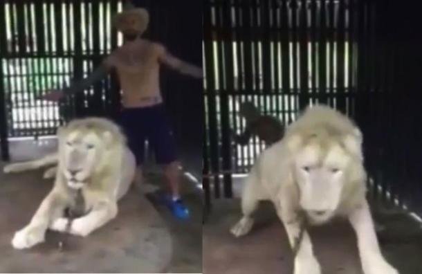 Un turista se llevó tremendo susto dentro de la jaula de un león.