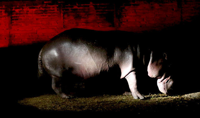 Gustavito, hipopótamo que murió en el Zoológico Nacional.