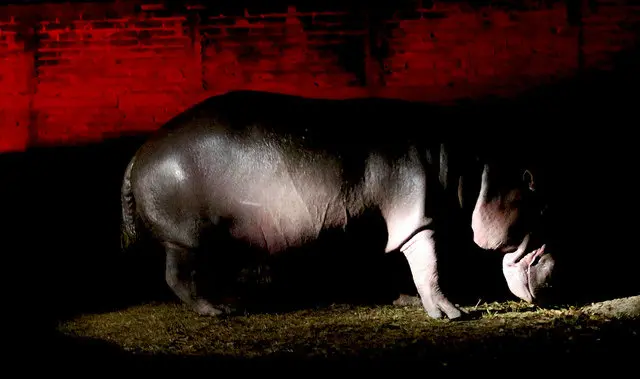 Gustavito, hipopótamo que murió en el Zoológico Nacional.