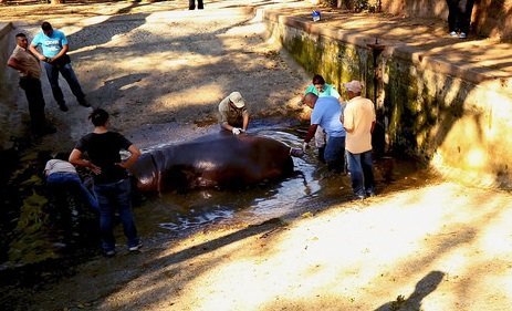 Gustavito, el hipopótamo que murió en el Zoológico Nacional.