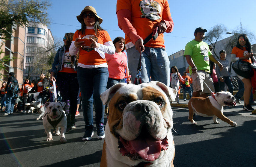Scores of English bulldogs owners massively gather to set a Guinness Record in Mexico City on February 26, 2017. 
The total number of dogs gathered was of 950. / AFP PHOTO / ALFREDO ESTRELLA