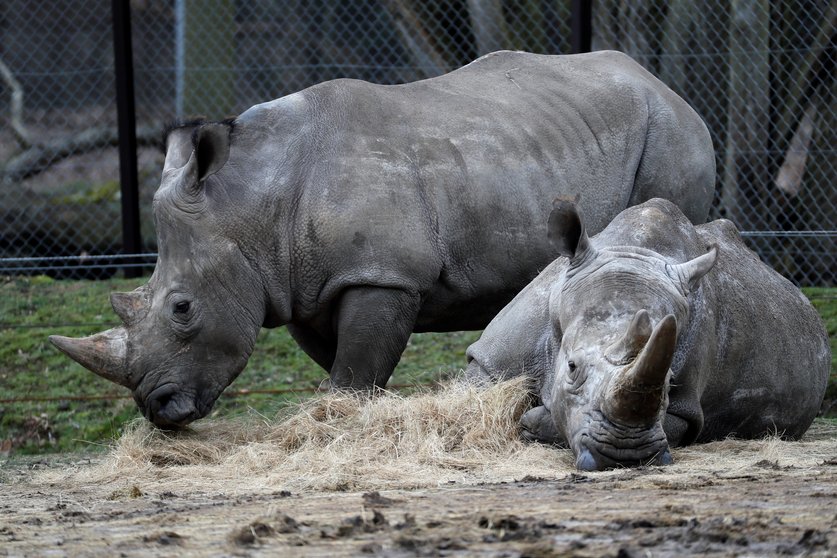 Rinocerontes en un zoológico de Francia