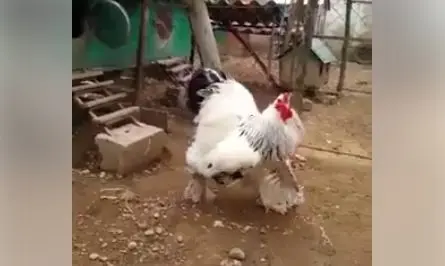 Gallo gigante