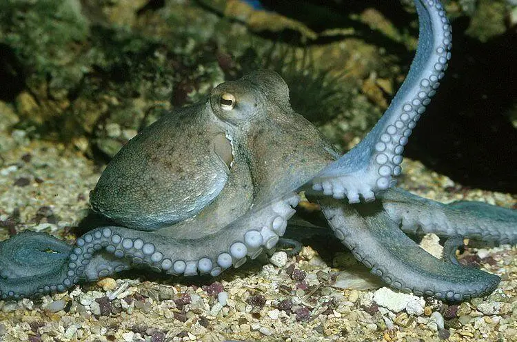 Pulpo