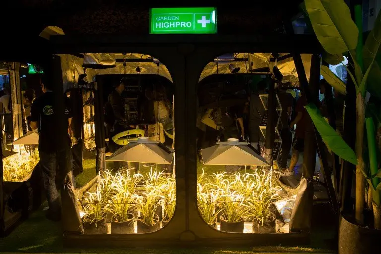 A picture taken on March 10, 2017 shows greenhouses of marihuana plantation at the Spannabis 2017 Cannabis Fair in Cornella, near Barcelona.
The fair is a smorgasbord of stalls with products for smoking and cultivating cannabis. / AFP PHOTO / Josep Lago