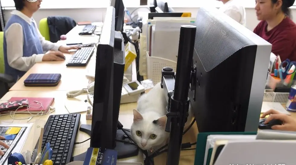 Japon permite que los empleados tengan gatos en la oficina