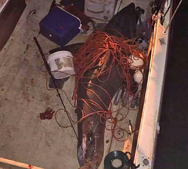 Tiburón ataca a un pescador en Australia