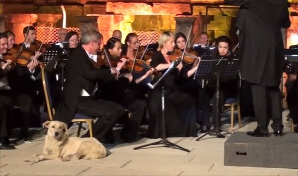 Perro interrumpe concierto en Turquía