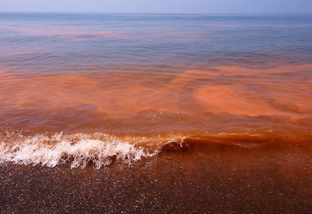 Marea Roja