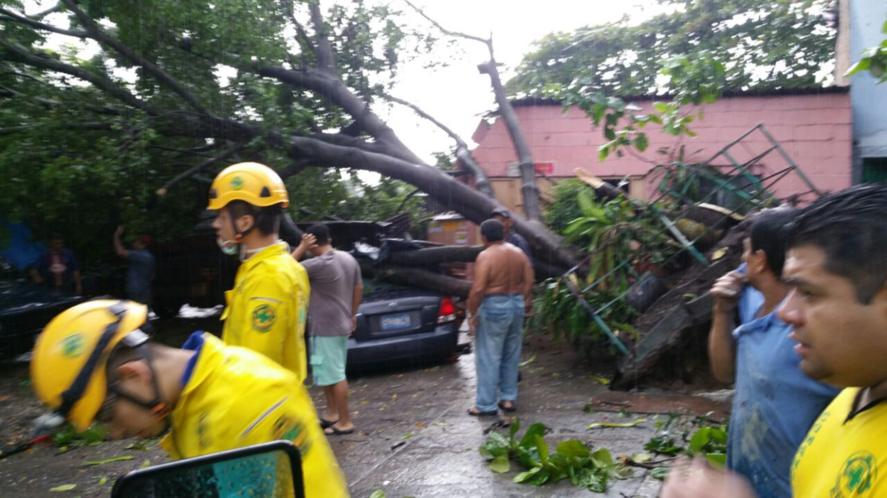 Arbol caído en Apopa