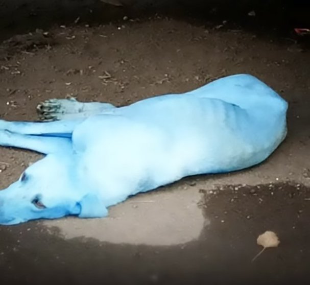 Pics shows: Untreated industrial waste being released into the Kasadi river may be turning stray dogs blue;Poor dogs in one town are looking more like Smurfs every day after the polluted river water they bathe in turned them an odd shade of blue.Untreated industrial waste is being pumped into the Kasadi River in the city of Navi Mumbai, Maharashtra State in Western India and causing the town's stray dogs to have something of a makeover.The bizarre incident has resulted in the fur of stray dogs in the area turning blue.The poor pooches regularly wade into the water to cool down and look for scraps of food but the newly pumped waste is causing them to look like Smurf characters.Officials have been made aware of the problem and a water quality test has since been carried out in the area.It ruled the waste treatment was "inadequate" with the levels of biochemical oxygen demand (BOD) — the concentration of oxygen required to sustain aquatic life — was 80 milligram a litre (mg/L) with levels of toxic chloride also high.The water was deemed unfit for human consumption with studies also showing the pollution levels in the area had been raised by a whopping 13 times the "safe limit".Yogesh Pagade, a local fisherman in the area said: "After numerous complaints to MPCB over the years, only the stench at Kasadi has reduced. However, the pollution levels continue to be extremely high and dissolved oxygen is negligible."A complaint has now been registered with the Maharashtra Pollution Control Board (MPCB) saying that animals in the area are suffering as a result of the waste.Animal protection officer Arati Chauhan said: "It was shocking to see how the dog’s white fur had turned completely blue. We have spotted almost five such dogs here and have asked the pollution control board to act against such industries."MPCB officials have since replied saying they are investigating.A spokesman said: "Allowing the discharge of dye into any water body is illeg