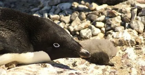 pingüino