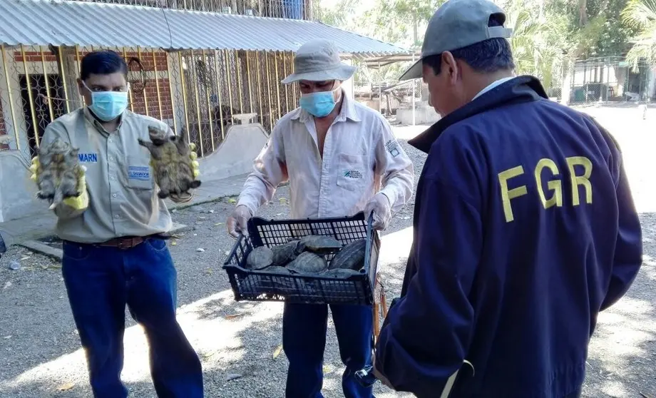 Incautan tortugas en La Paz