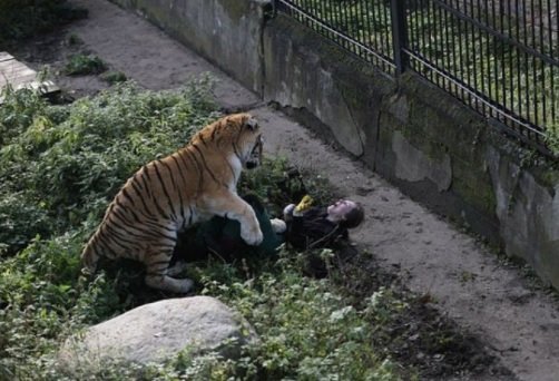 Tigre ataca cuidadora