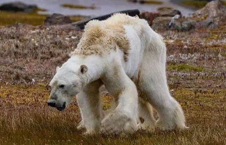 Oso polar