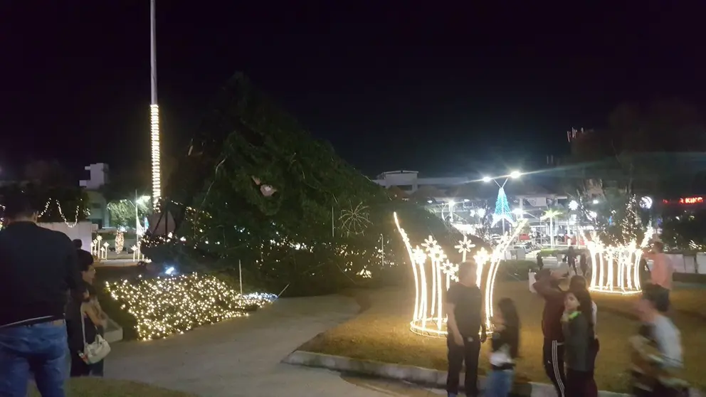 Árbol caído en Masferrer