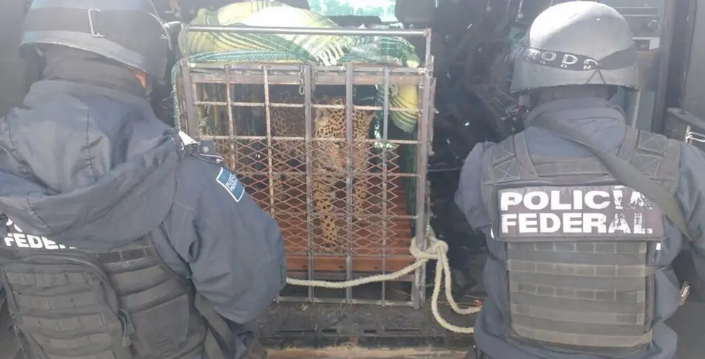 Jaguar abandonado en México