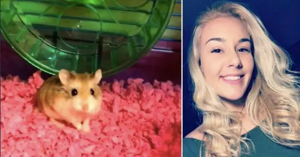 Mujer lanza hamster por el inodoro