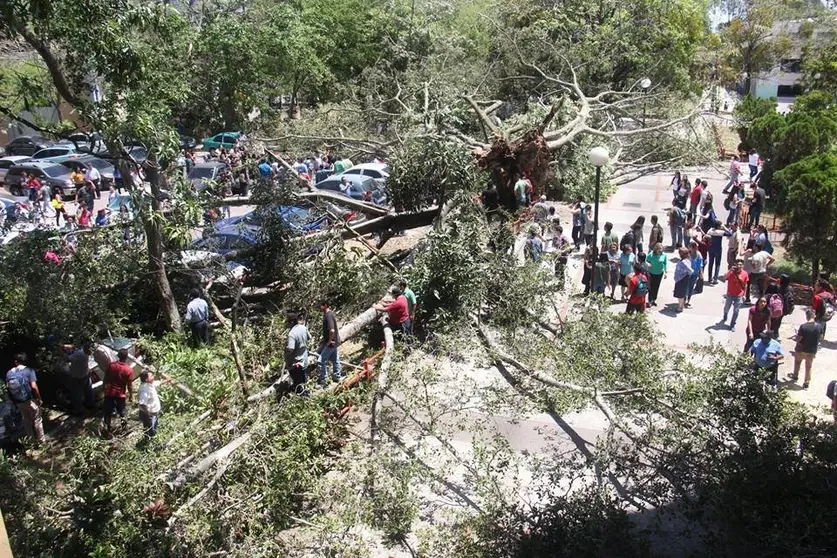 Árbol caído en la UES