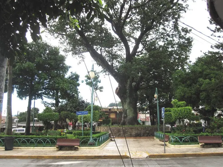 ceiba de antiguo