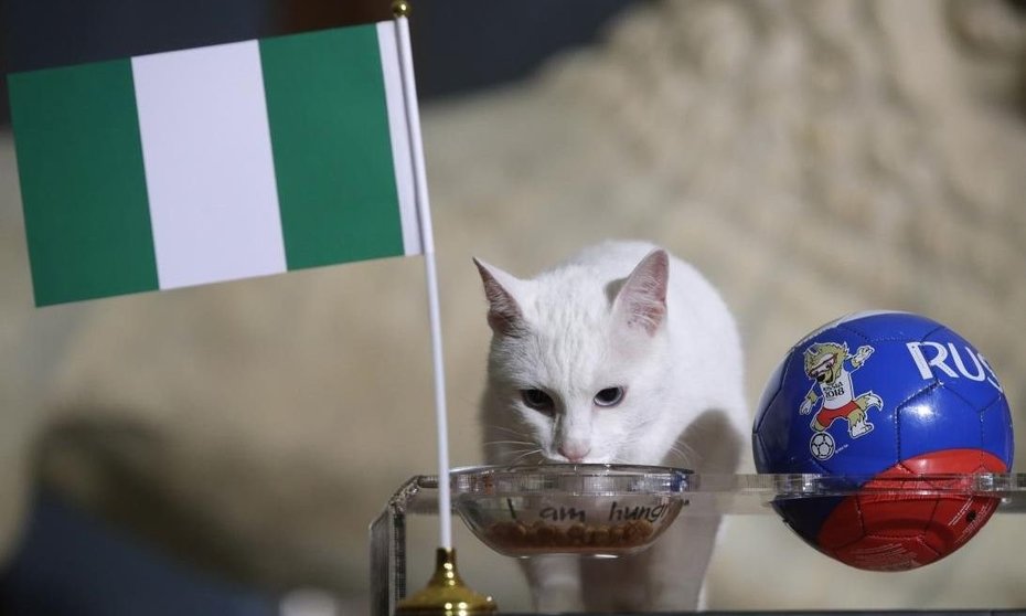 gato aquiles, Nigeria-Argentina
