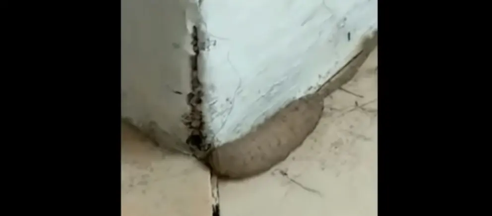 larva con cola