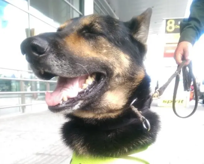 perrita colombiana