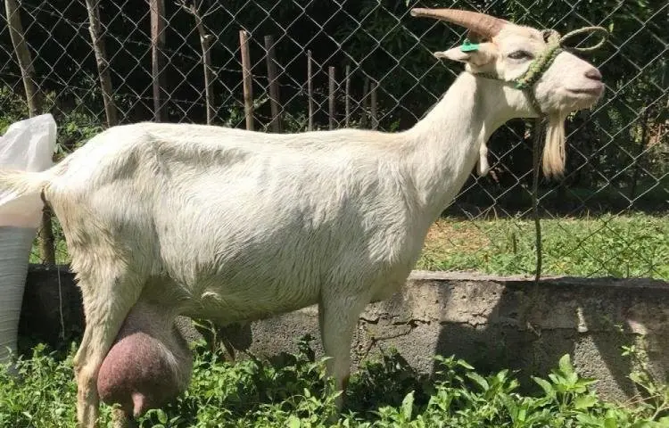 Cabra