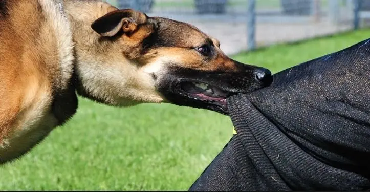 perro defensor
