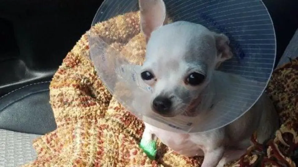 La perrita logró volver a la normalidad. Foto: Crónica Argentina
