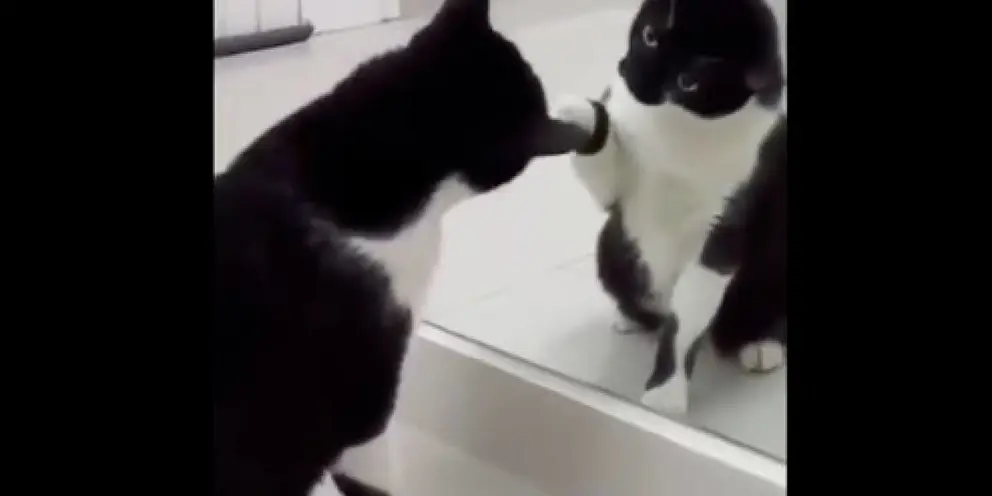 Gato en el espejo