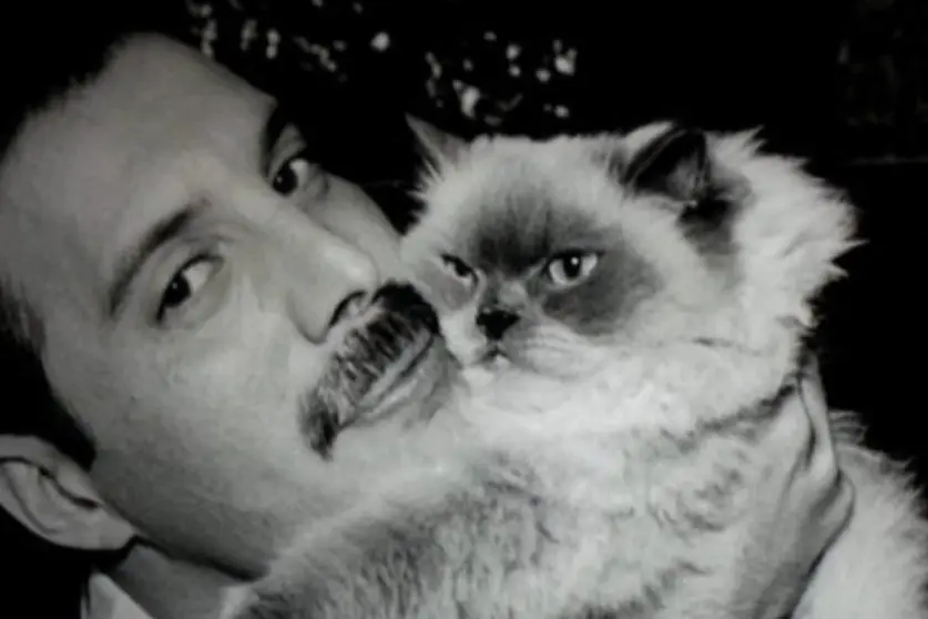 Gatos con Mercury