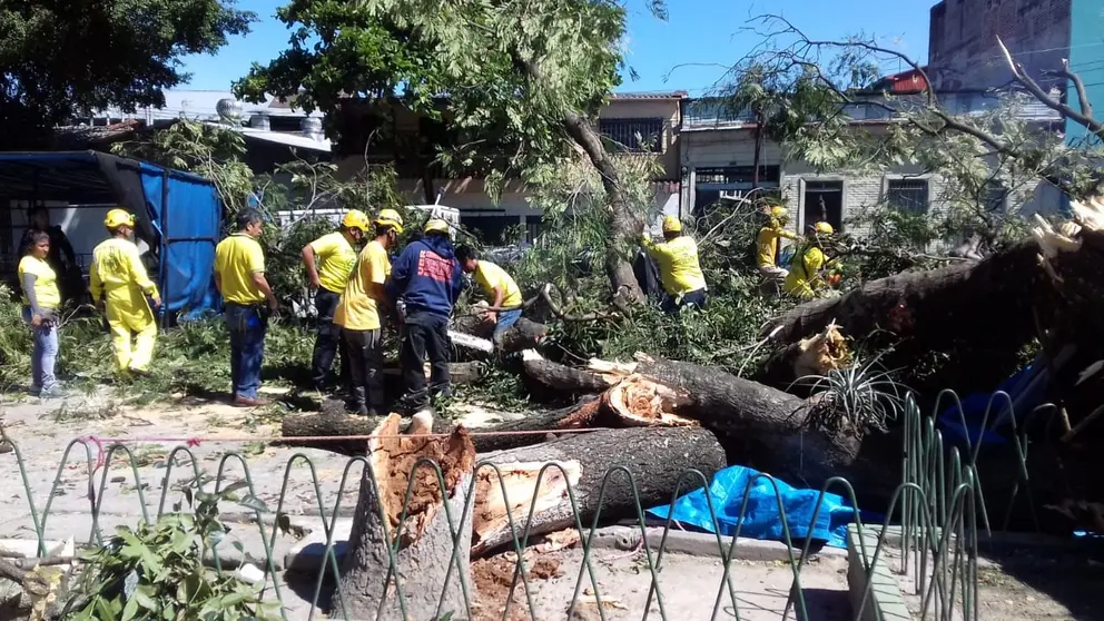 Arbol en Centenario