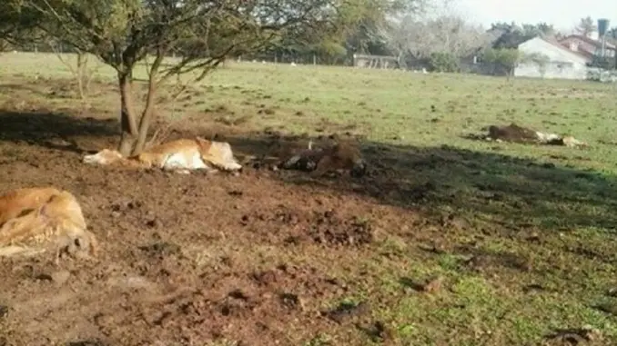 Vacas muertas