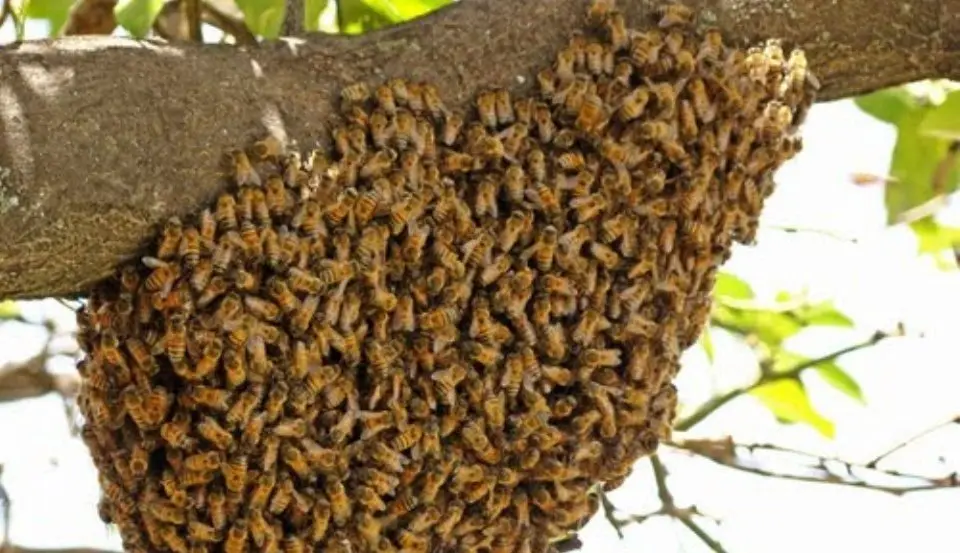 Abejas africanizadas