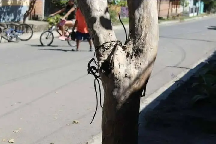 Ahorcado en árbol