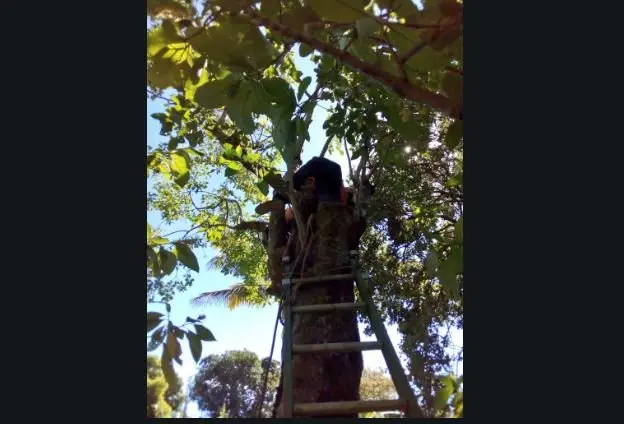 Rescate de hombre en árbol