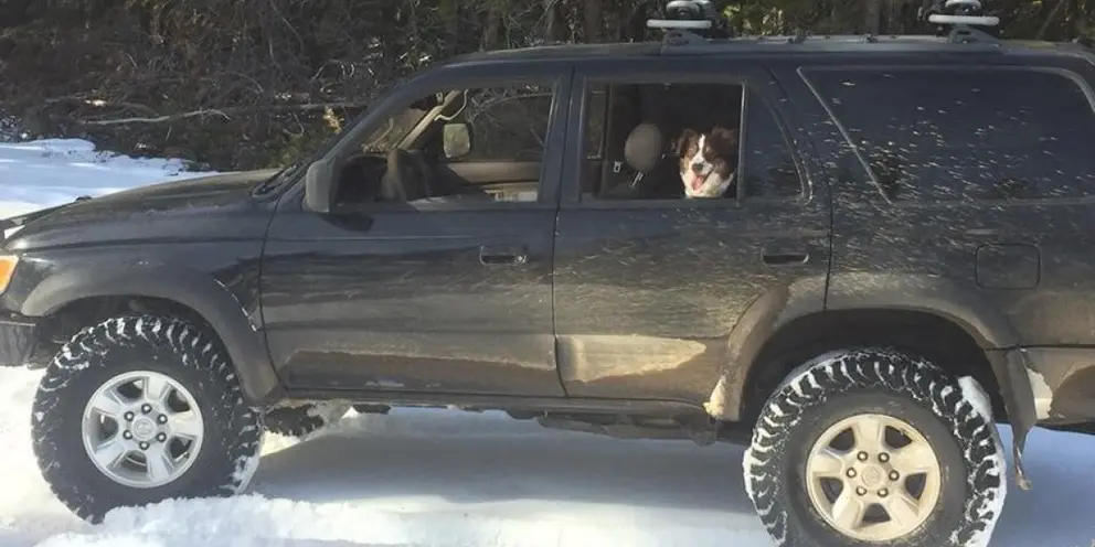 Perro en el vehículo