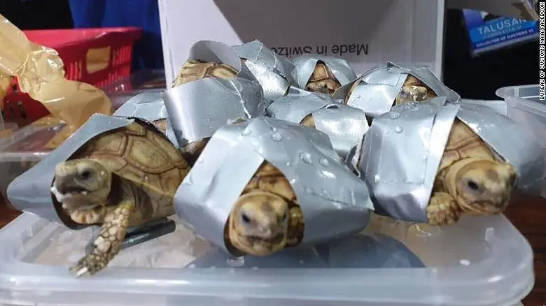 Tortugas encontradas