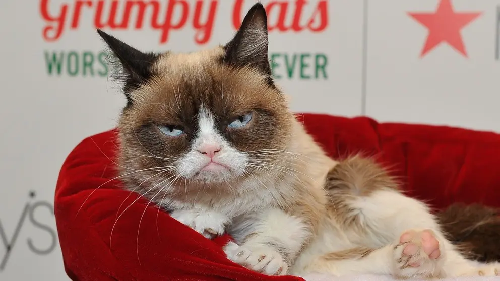 Grumpy Cat