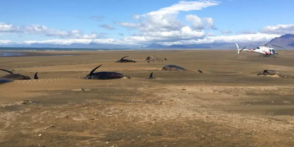 Ballenas muertas en Islandia