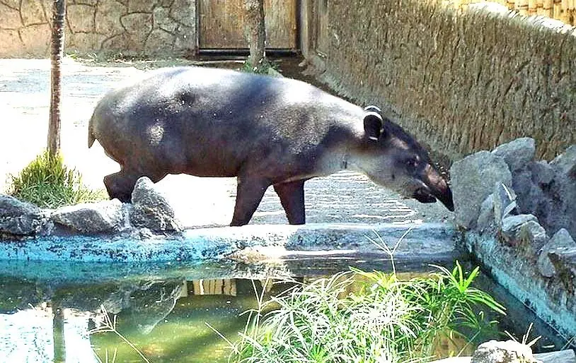 Tapir