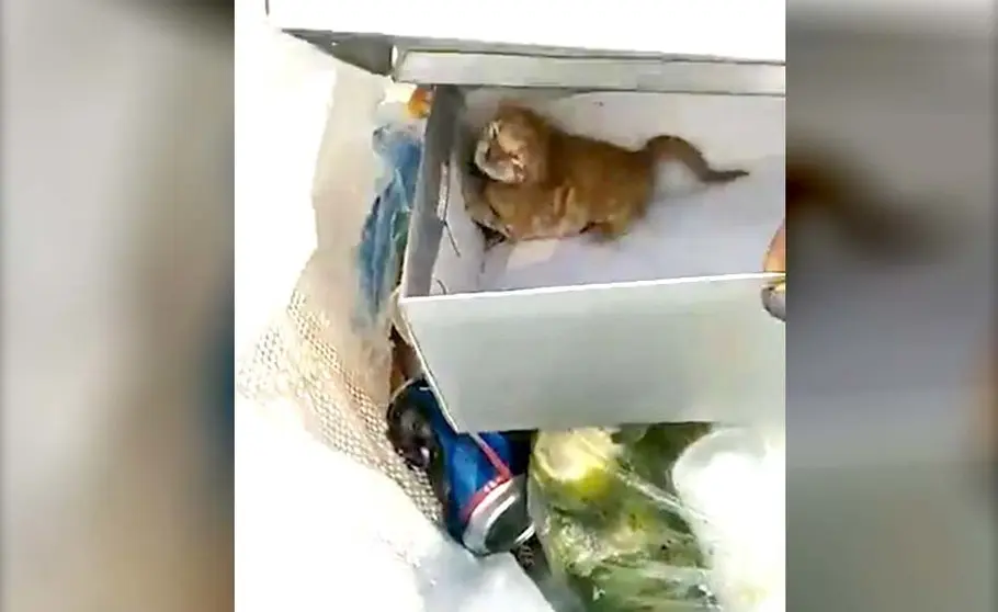 Gatos abandonados