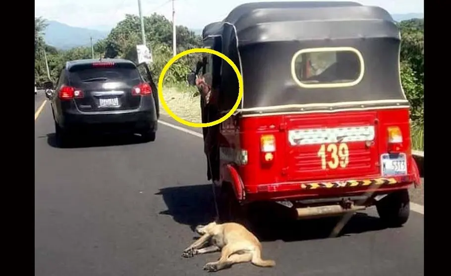 Ahoracan a perro desde una mototaxi en movimiento 2